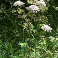 Angelica, Wild Angelica